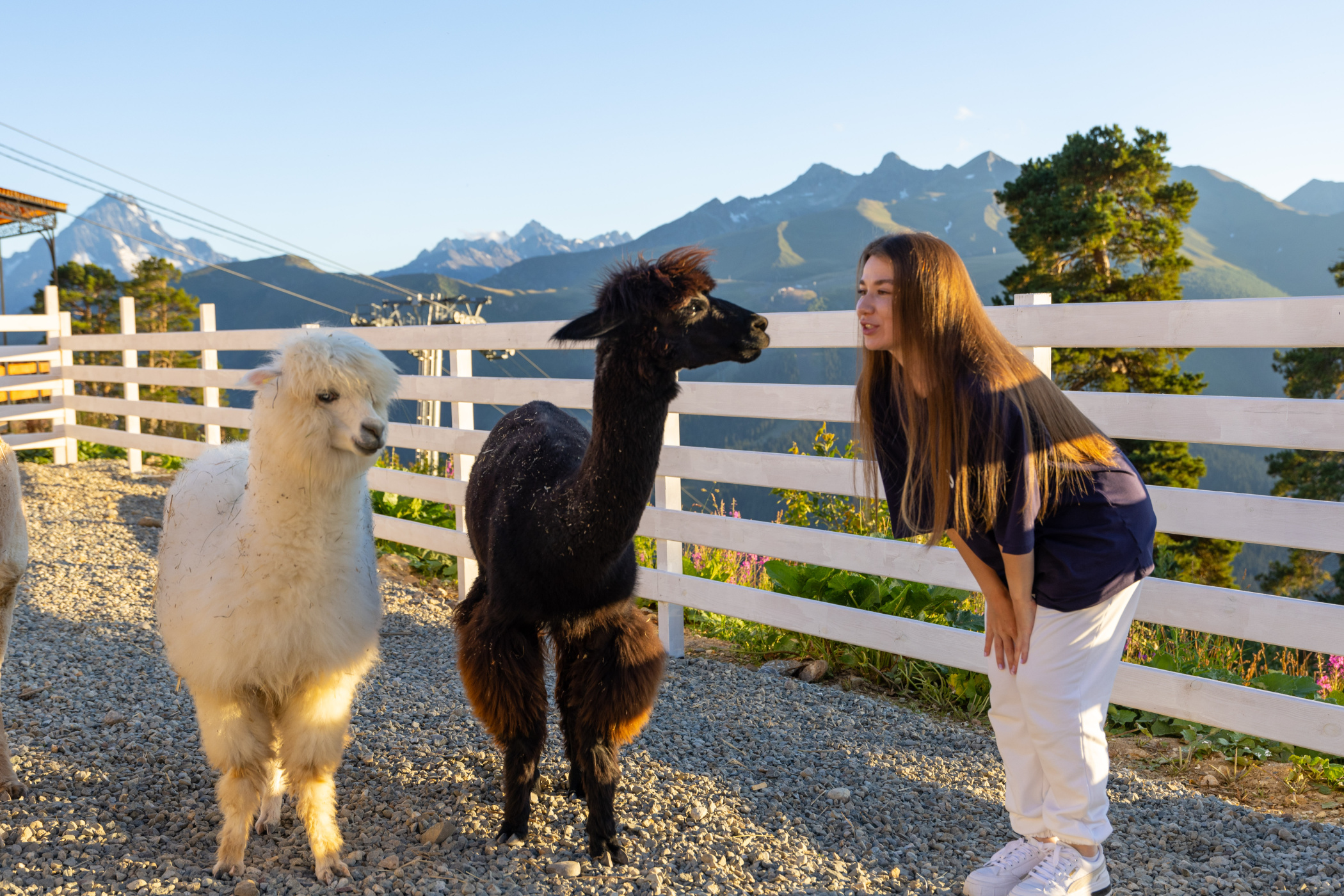 Альпака-парк «Альпачино»